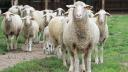 ANVSA negociaza continuarea exporturilor de ovine in Iordania