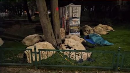 Ciobanii care au protestat la Guvern <span style='background:#EDF514'>AU DORMIT</span> noaptea in Piata Victoriei, intinsi pe cojoace. Spun ca nu pleaca pana nu sunt ascultati