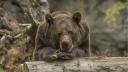 Adolescent atacat de urs pe Transfagarasan. A fost emis mesaj RO-Alert