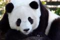 O gradina zoologica din Finlanda trimite doi ursi panda inapoi in China, dand vina pe inflatie 