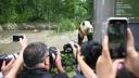 Lacrimi la Tokyo: Mii de japonezi si-au luat ramas bun de la cei mai iubiti ursi panda