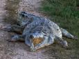 Un thailandez a ucis peste 100 de crocodili dintr-o specie aflata pe cale de disparitie