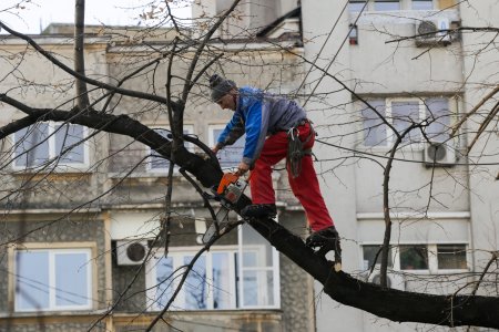 Ce salariu are un arbolog? In Arad 