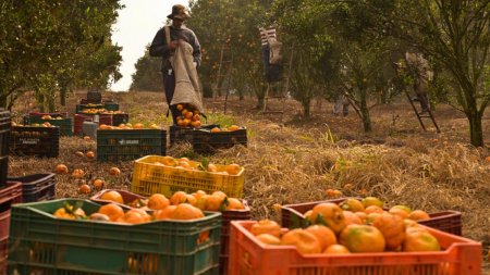 Rusia primeste mandarine si cartofi in loc de bani pentru exporturi. Cum a ajuns Putin sa faca troc cu mancare