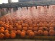 Rusia primeste mandarine in loc de dolari pentru marfurile exportate