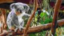 Un koala care se plimba intr-o gara din Australia a iscat o mobilizare generala. Trenurile au fost avertizate sa circule incet in zona