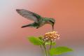 Pasarile colibri, maestre ale adaptarii in fata provocarilor