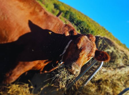 Carnea celei mai scumpe juninci din Romania e de vanzare. Charisma e fiica unuia dintre cei mai respectati tauri din Irlanda, Mr. Jasper 