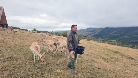 Un fost primar demis din functie s-a retras in munti si creste 100 de cerbi lopatari. Sunt foarte cuminti si foarte frumosi