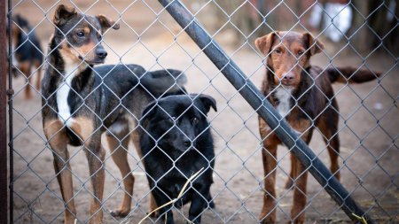 Un centru de urgente veterinare si adoptii va fi construit in Bucuresti. Unde va functiona si de cand