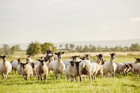 Pesta ovina ne-a prins iar cu temele nefacute. Ce lectii invata Romania dupa eradicarea virusului care a decimat sute de mii de oi si capre