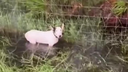 Un caine a fost legat de un stalp si abandonat in apa de stapan in timpul uraganului Milton din Florida. Individul a fost arestat