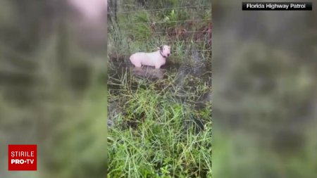 Un individ a fost arestat dupa ce si-a legat cainele de un gard in conditiile in care era in vigoare o alerta de uragan