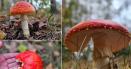 Amanita Muscaria, regina purpurie a padurilor, plina de controverse. De ce a devenit atat de cautata ciuperca toxica