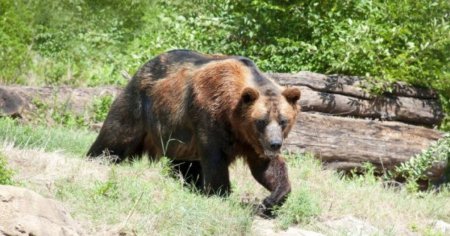 Un barbat din Bistrita-Nasaud a ajuns la spital dupa ce a fost atacat de urs pe o pasune