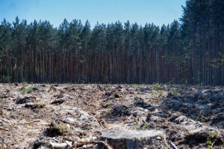 Deforestation, a direct line to the spread of diseases