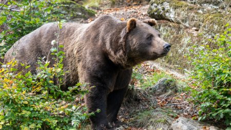 Barbat atacat de urs, in judetul Prahova. Autoritatile au emis un mesaj Ro-Alert pentru populatia din zona