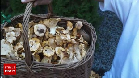 O batrana a fost la un pas de tragedie intr-o padure din Neamt. A cazut intr-o rapa in timp ce cauta ciuperci