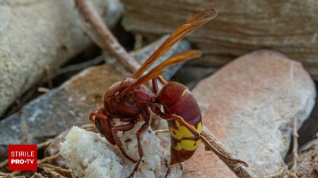 Insecta cu ajutorul careia s-ar putea obtine noi metode de dezintoxicare de alcool. Descoperirea oamenilor de stiinta