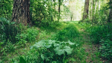 Peste o treime din speciile de arbori, amenintate cu disparitia. Un copac apreciat in Romania, pe Lista rosie