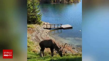 Un cerb si ciuta lui coboara des sa inoate in lacul Colibita. Apoi stau relaxati la poze