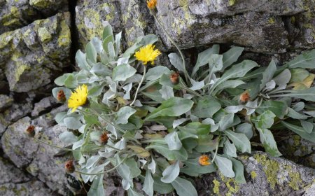 O planta veche de peste 60 000 de ani, descoperita in Carpati