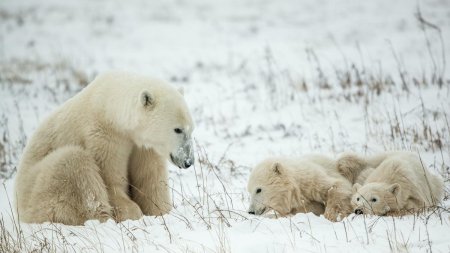 Doi pui de urs polar s-au nascut la o <span style='background:#EDF514'>GRADINA ZOOLOGICA</span> din Germania. E o premiera din 1991 incoace, dar acum toata lumea e ingrijorata