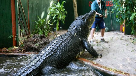 Cel mai mare crocodil aflat in captivitate a murit la varsta de peste 110 ani. Ne va fi foarte dor de C<span style='background:#EDF514'>ASSI</span>us