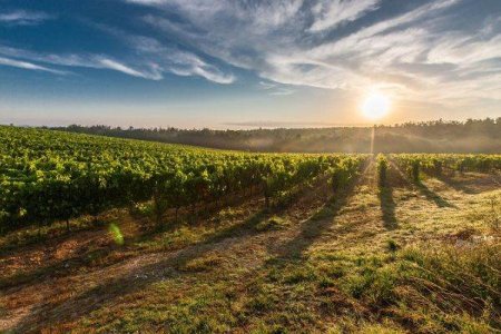 Presedintele Academiei a vorbit despre modelele pentru transformarea agriculturii