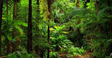 Descoperire fascinanta in jungla mexicana. Un oras mayas, care a fost ascuns sub vegetatie timp de secole, a fost gasit de arheologi