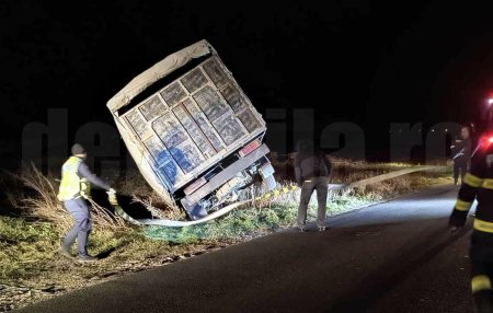 Un barbat din Braila a furat cinci vaci cu o autoutilitara, a facut accident si a fost gasit la spital de politisti