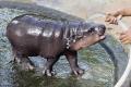 Celebrity hippo 'predicted and #39; Trump victory