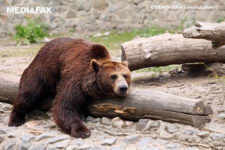 Un urs a coborat pe Valea Avrigului, in Sibiu. Localnicii, avertizati prin RO-Alert