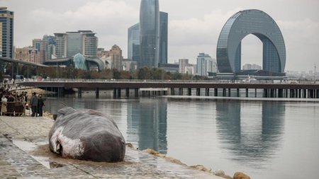 O <span style='background:#EDF514'>MISTER</span>ioasa balena esuata, puternic mirositoare, a fost expusa de activistii de mediu la Baku unde are loc COP29