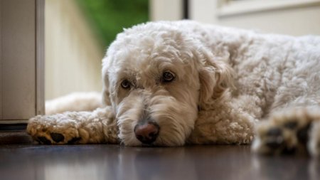 Titan, un caine labradoodle, a ajutat politia sa-l prinda pe ucigasul stapanei sale. Criminalul daduse foc cadavrului