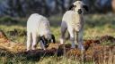 Cum vor alesii sa salveze agricultura Romaniei: Interzicerea exportului la miei si vitei, crearea diviziei de crestere a animalelor