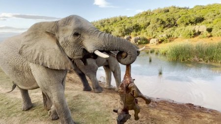 Imagini sfasietoare cu o mama elefant care refuza sa abandoneze trupul puiului nascut mort. Reactia turmei