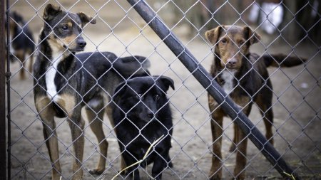 Mobilizare pentru problema animalelor fara stapan. Autoritatile din tara s-au intalnit pentru a gasi solutii: Ele nu sunt vinovate