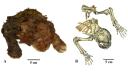 Descoperire arheologica uluitoare: Mumia unui pui de pisica cu dinti-sabie a fost gasita in Siberia, cu pielea si blana intacte