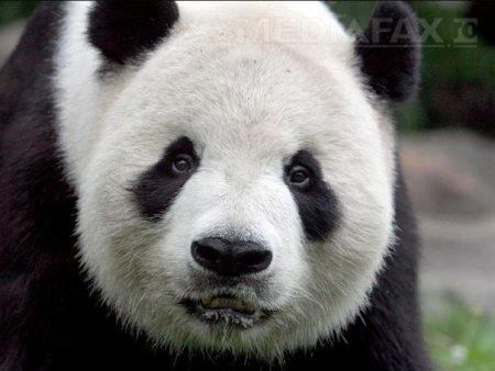 Mii de sculpturi cu ursi panda vor intampina turistii la Hong Kong