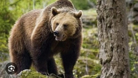 Un urs care a atacat un barbat intr-un supermarket, ademenit cu miere si capturat