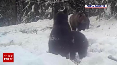 Ce au facut o ursoaica cu puii ei, intr-o padure din Neamt. Scena a fost filmata