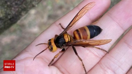 O specie de viespi gigantice, de marimea unei baterii, a aparut in Europa. Sunt extrem de agresive si un pericol pentru om