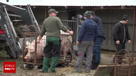 Rasele de <span style='background:#EDF514'>PORCI</span> tot mai cautate de romani pentru masa de Craciun. Pretul cu care se vinde kilogramul la poarta taranilor