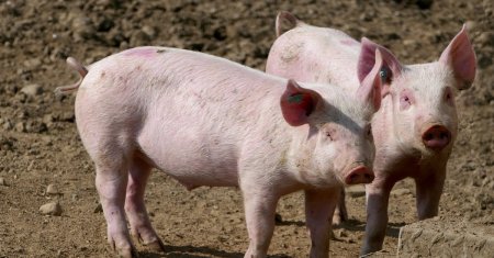 Care sunt rasele de porci preferate de romani pentru masa de Craciun. Ce preparate nu pot lipsi de pe mesele romanilor in perioada Sarbatorilor de Iarna