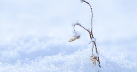 Ce flori se planteaza numai in luna decembrie. E momentul ideal, daca vrei sa ai o gradina plina de miresme si culoare pe o perioada indelungata 