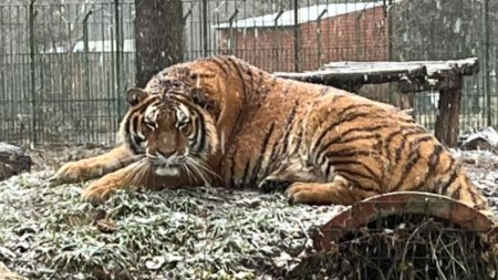 Un angajat de la Gradina Zoologica Pitesti a fost  ucis de un tigru