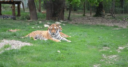 Greseala facuta de angajatul ucis de un tigru la Gradina Zoologica Pitesti