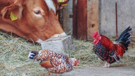 O singura mutatie si gripa aviara poate deveni o amenintare pentru oameni!