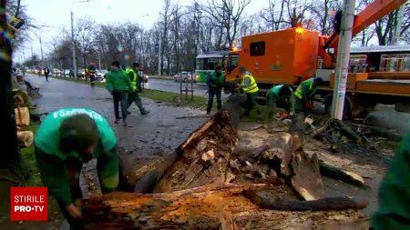 La un pas de <span style='background:#EDF514'>TRAGEDIE</span>. Un copac s-a prabusit peste un autoturism si peste un tramvai, in Iasi. Am auzit un zgomot puternic